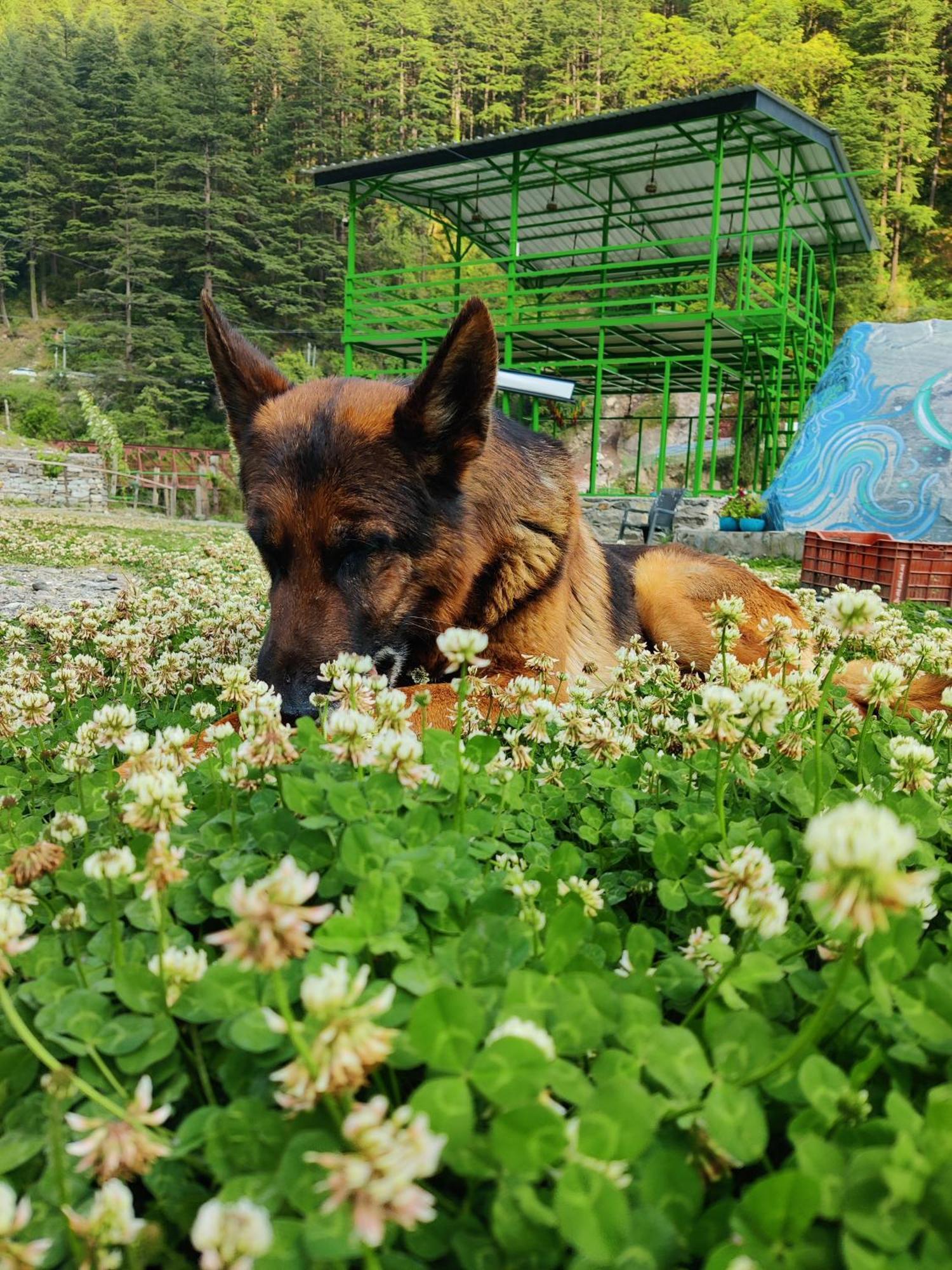 Flipsyde Retreat Hotel Kasol Buitenkant foto
